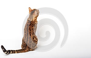 Bengal cat looks closely. Domestic cat isolated on white background