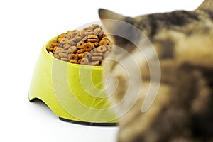 A bengal cat looks up into above a bowl of dry cat food.