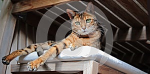 Bengal cat lying on cushioned seat relaxed