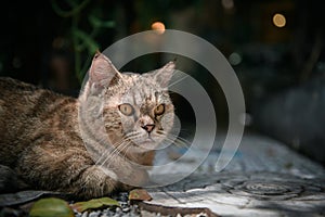 Bengal cat lying on floor and look at camera, pet and animal