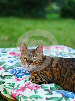 Bengal cat lying on a low bed on a lawn in a garden on a summer day