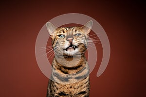 bengal cat making funny face portrait on brown background