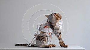 Bengal cat in a medical bandage on a dressing table in a veterinary clinic after sterilisation