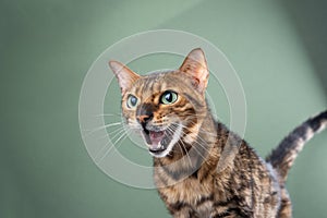 bengal cat meowing, portrait on green background