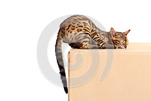 Bengal cat nibbles the box with box isolated on white background