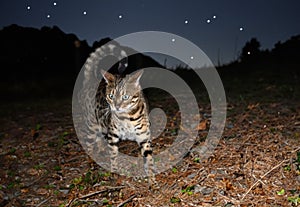 bengal cat in night