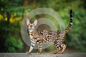 Bengal Cat outdoor