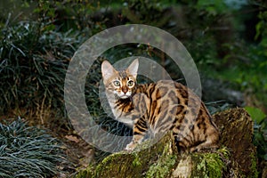 Bengal Cat outdoor photo