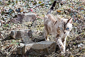 Bengal cat outdoors