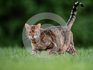 Bengal Cat Outise