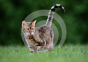 Bengal Cat Outise