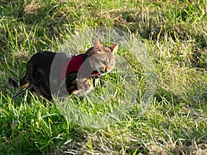 Bengal cat outside on a leash harness eating grass