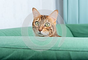 Bengal cat peeks out of the armrest of the sofa