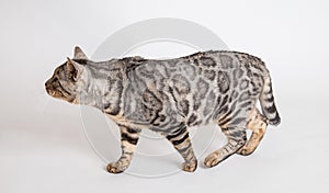 Bengal cat photo in studio