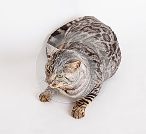 Bengal cat photo in studio