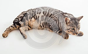 Bengal cat photo in studio