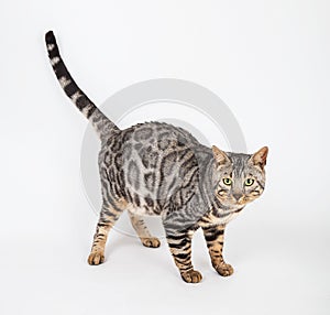 Bengal cat photo in studio