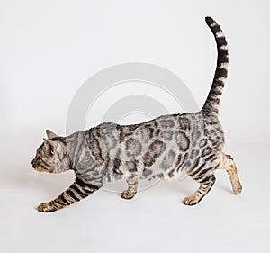 Bengal cat photo in studio