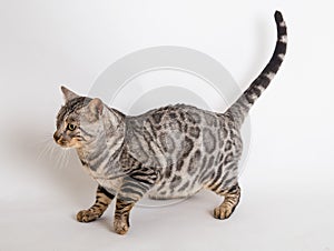 Bengal cat photo in studio