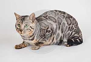 Bengal cat photo in studio