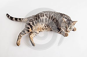 Bengal cat photo in studio