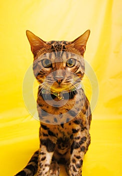 Bengal Cat photoshoting in photo studio on color background