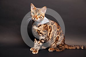 Bengal Cat photoshoting in photo studio on color background
