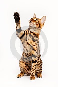 Bengal Cat playing