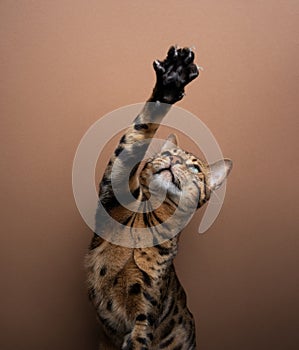 Bengal cat playing raising its paw