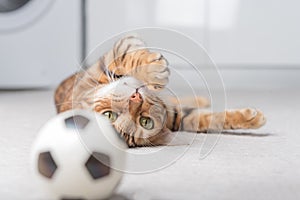 Bengal cat plays with a ball on the floor