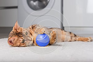 Bengal cat plays with a ball on the floor