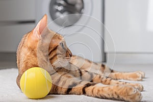 Bengal cat plays with a ball on the floor