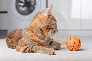 Bengal cat plays with a ball on the floor