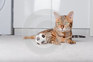 Bengal cat plays with a ball on the floor