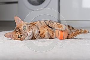 Bengal cat plays with a ball on the floor