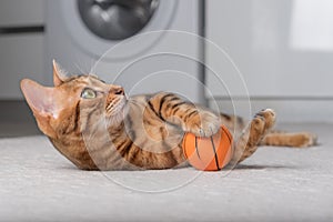 Bengal cat plays with a ball on the floor