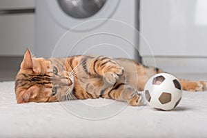 Bengal cat plays with a ball on the floor