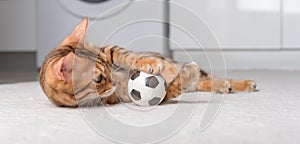Bengal cat plays with a ball on the floor
