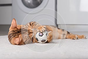 Bengal cat plays with a ball on the floor