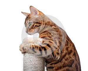 Bengal cat plays with a scratching post on a white background