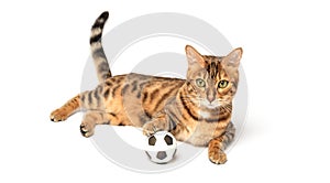 Bengal cat plays with a toy soccer ball isolated on a white background. Cat toys