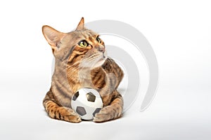 Bengal cat plays with a toy soccer ball isolated on a white background. Cat toys