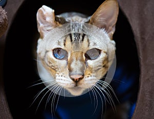 Bengal Cat Portrait with Disfigured Ear