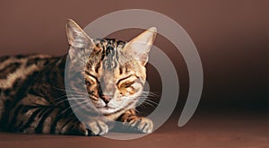 Bengal cat portrait with eyes closed in studio