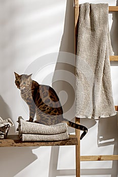 Bengal cat posing on organic linen towels in bathroom interior.