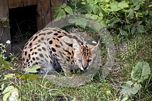 Bengal cat prionailurus bengalensis