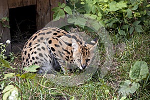 Bengal cat prionailurus bengalensis photo