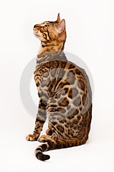 Bengal Cat profile shot