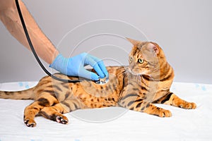 Bengal cat at the reception at the vet. The doctor uses a stethoscope to listen to the cat`s breathing