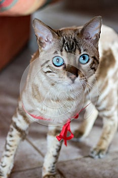 Bengal cat with red ribbon